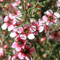 Teebaum 'Martinii' - Blütenwolke im Topf