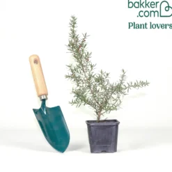 Teebaum 'Martinii' - Blütenwolke im Topf