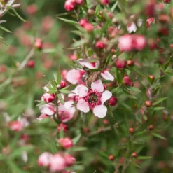 Teebaum 'Martinii' - Blütenwolke im Topf