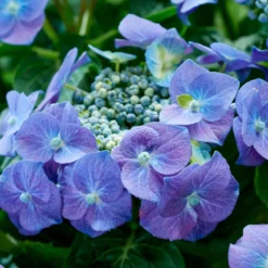 Tellerhortensie blau - Flache Blüten in leuchtendem Blau
