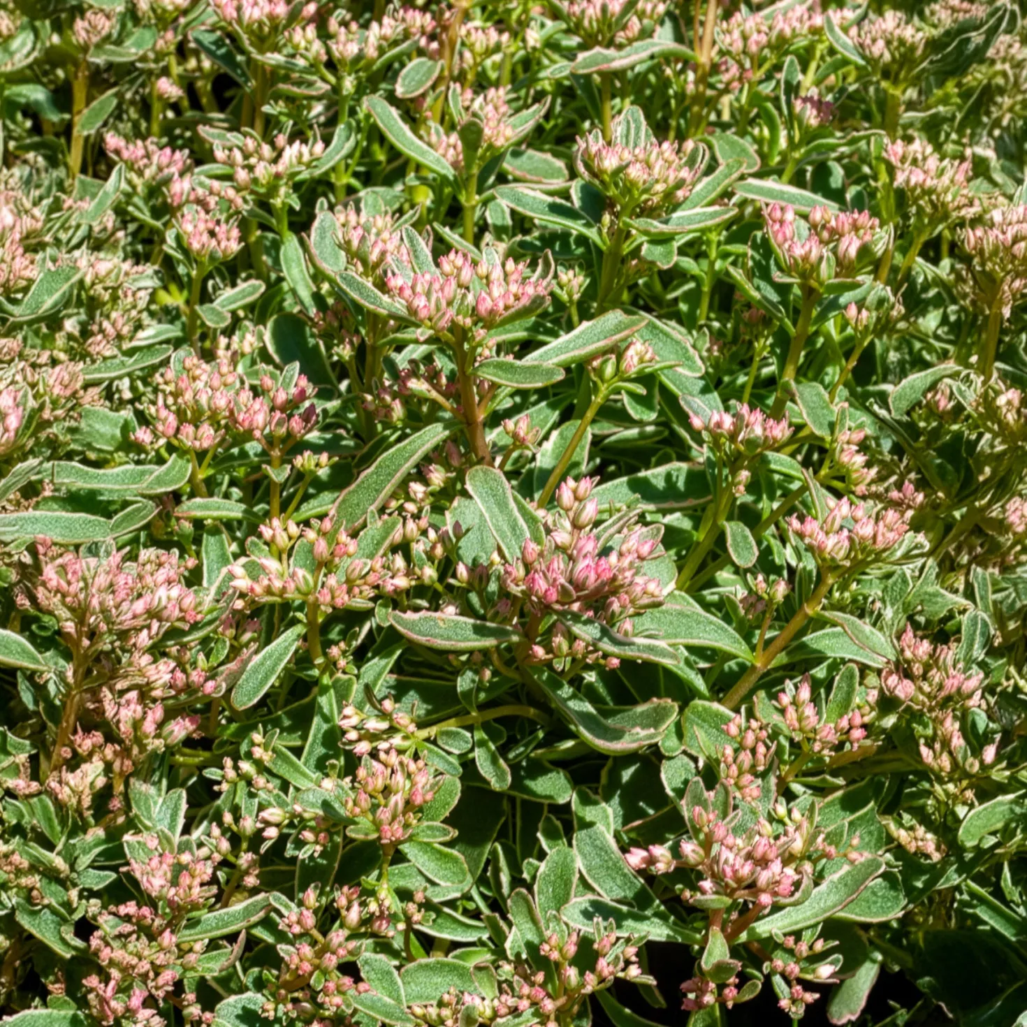 Teppich-Fettblatt Variegatum - Farbteppich ohne Mühe