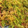 Teppich-Fetthenne ‚Coral Reef‘ - Roter Teppich, kaum Pflege