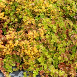 Teppich-Fetthenne ‚Coral Reef‘ - Roter Teppich, kaum Pflege