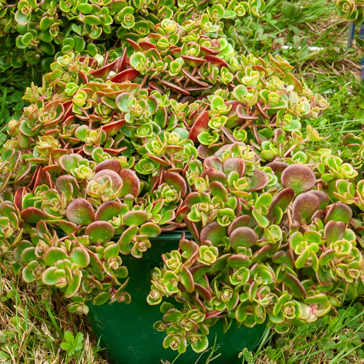 Teppich-Fetthenne ‚Coral Reef‘ - Roter Teppich, kaum Pflege