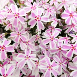 Teppich-Flammenblume 'Candy Stripes' - Blütenteppich im Frühling