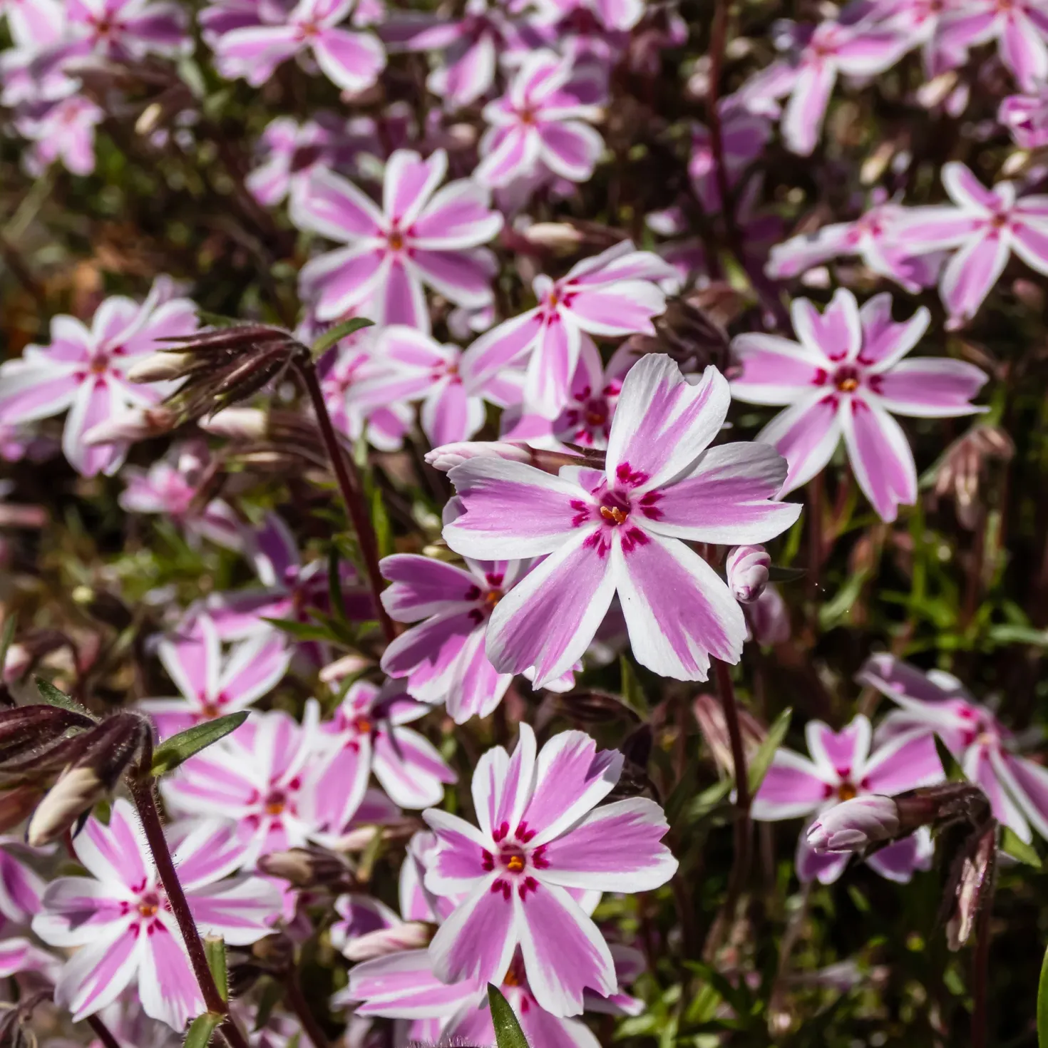 Teppich-Flammenblume 'Candy Stripes' - Blütenteppich im Frühling