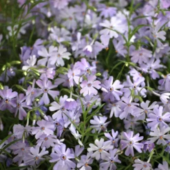Teppich-Flammenblume 'Emerald Cushion Blue' - Blauer Blütenteppich im Nu