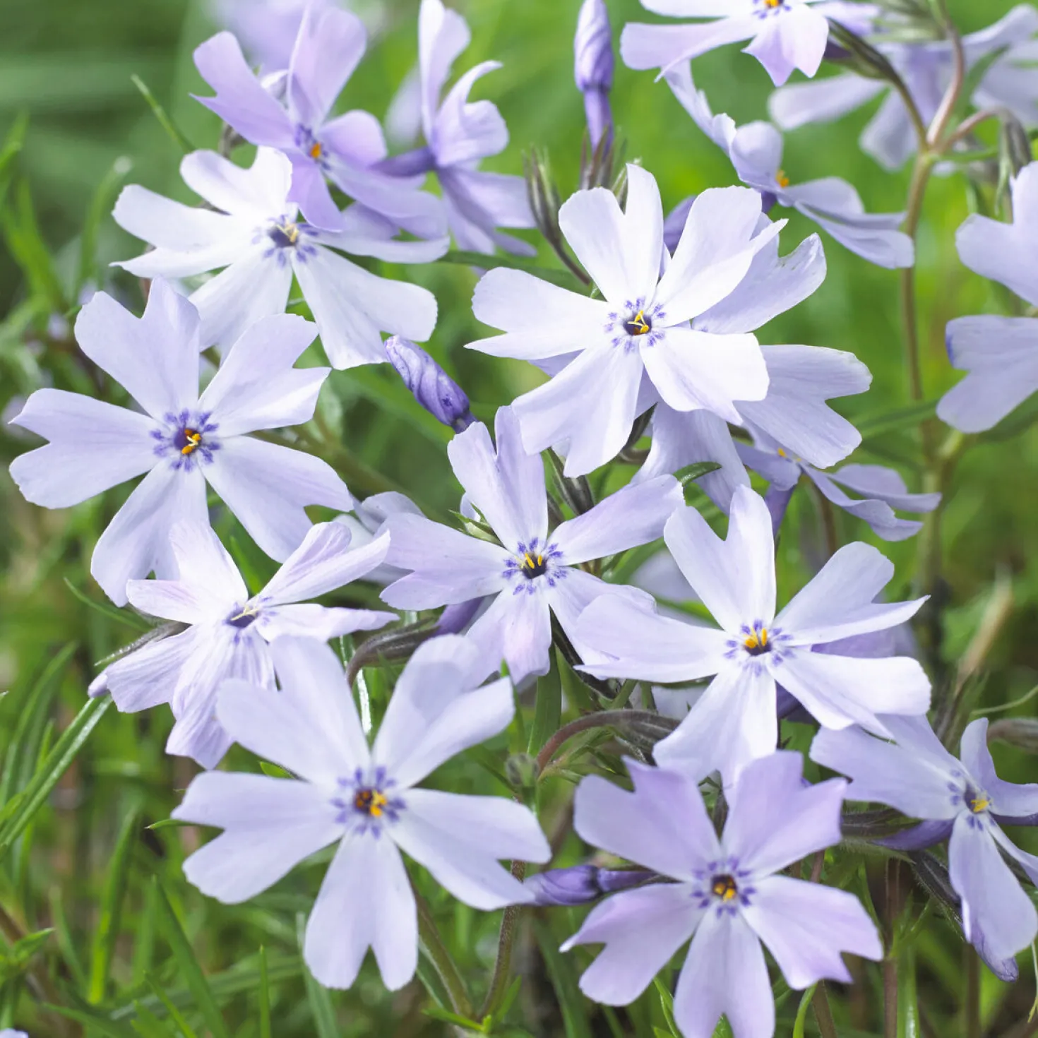 Teppich-Flammenblume 'Emerald Cushion Blue' - Blauer Blütenteppich im Nu