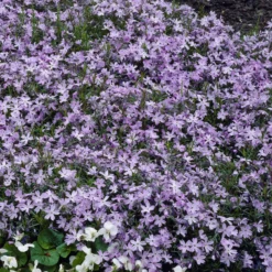 Teppich-Flammenblume 'Emerald Cushion Blue' - Blauer Blütenteppich im Nu