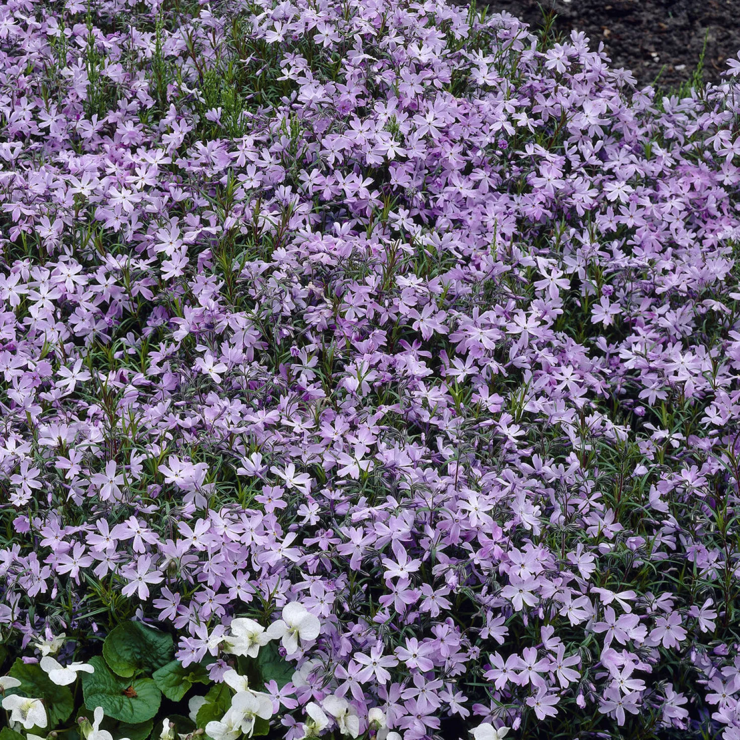Teppich-Flammenblume 'Emerald Cushion Blue' - Blauer Blütenteppich im Nu