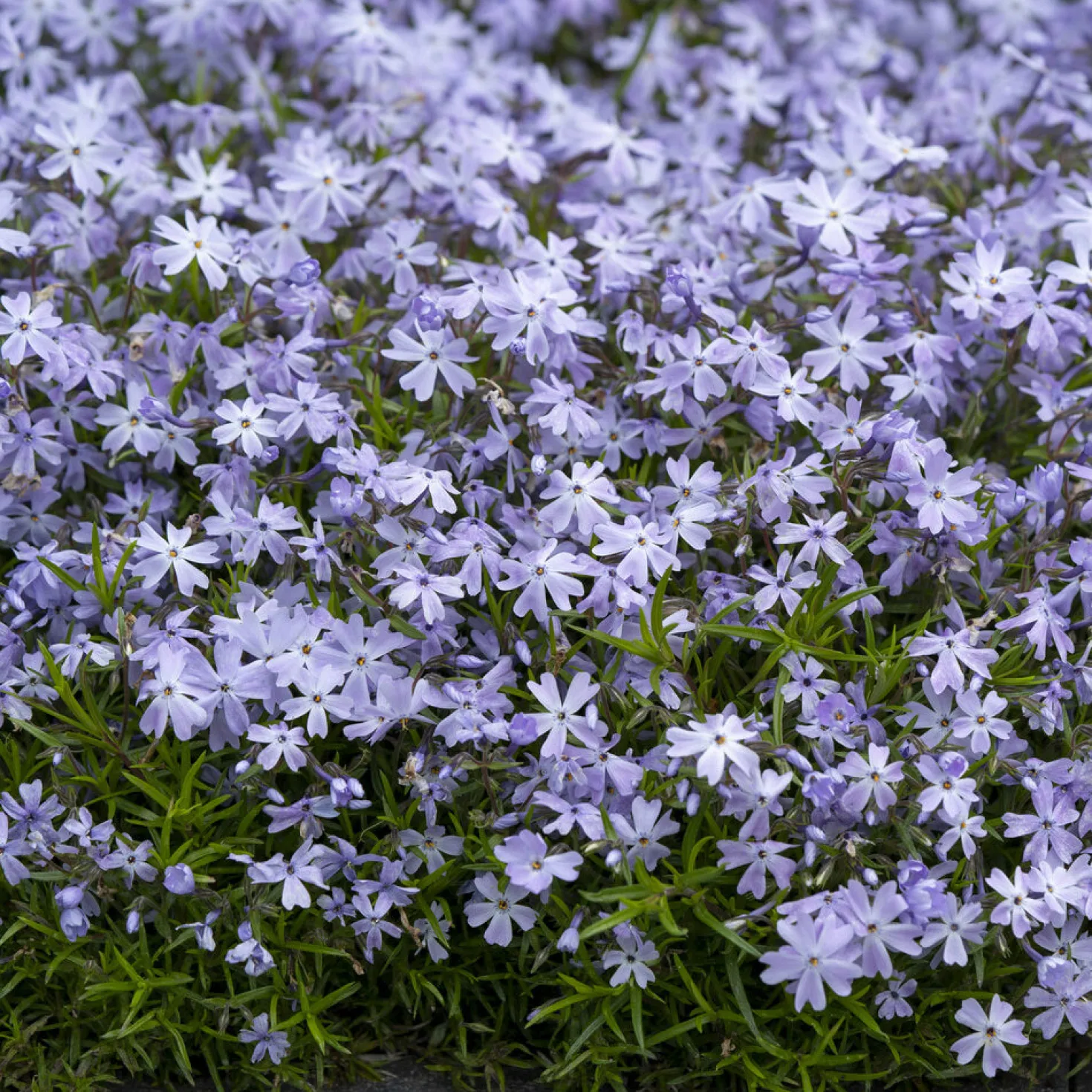 Teppich-Flammenblume 'Emerald Cushion Blue' - Blauer Blütenteppich im Nu