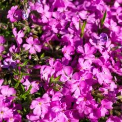 Teppich-Flammenblume 'Mac Daniels Cushion' - Blütenteppich im Frühling