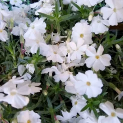 Teppich-Flammenblume 'White Admiral' - Weißer Blütenteppich im Nu