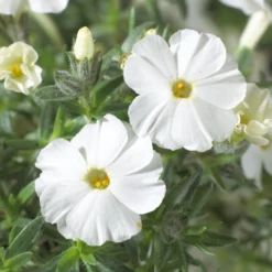 Teppich-Flammenblume 'White Admiral' - Weißer Blütenteppich im Nu
