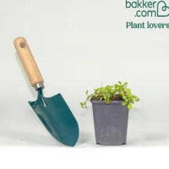 Teppich-Mazus - Blühender Teppich für nasse Ecken