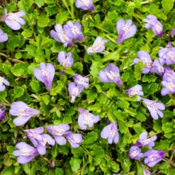 Teppich-Mazus - Blühender Teppich für nasse Ecken