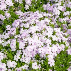 Teppich-Phlox ‘Lilac Cloud’ - Blütenteppich in Flieder