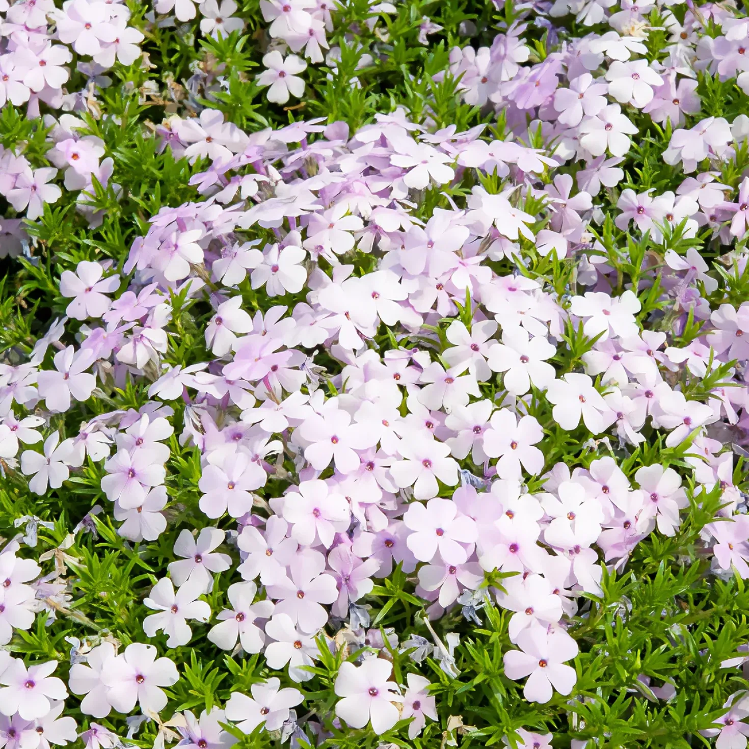 Teppich-Phlox ‘Lilac Cloud’ - Blütenteppich in Flieder
