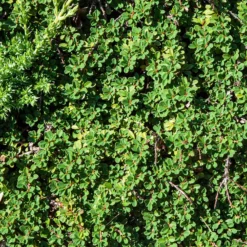 Teppich-Zwergmispel 'Major' - Grüner Teppich ohne Mühe