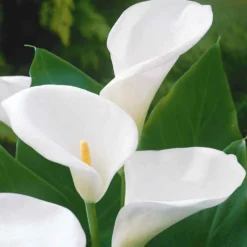 Äthiopische Calla (x2) - Weiße Blüten, edler Look