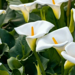 Äthiopische Calla (x2) - Weiße Blüten, edler Look