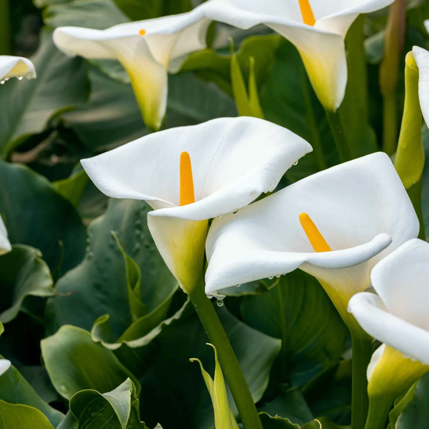 Äthiopische Calla (x2) - Weiße Blüten, edler Look