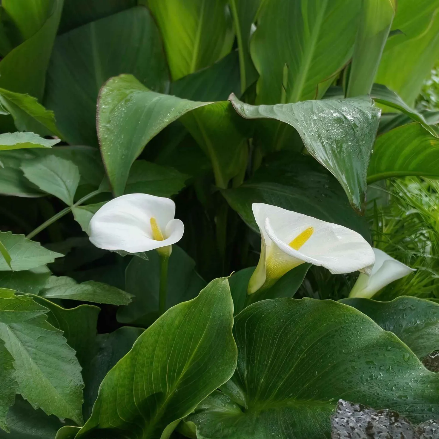 Äthiopische Calla (x2) - Weiße Blüten, edler Look