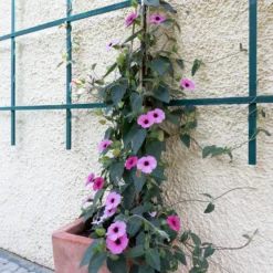 Thunbergia alata Sunny Suzy Rose Sensation - Blütenteppich in Wochen