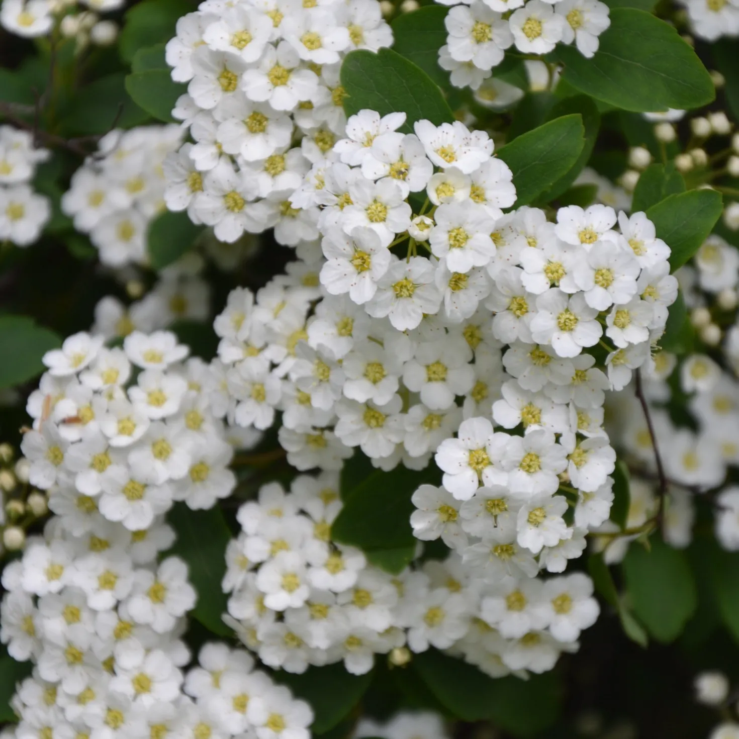Thunbergs Spiere - Weiße Blütenwolke im Frühling