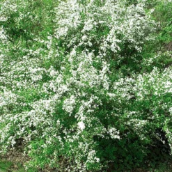 Thunbergs Spiere - Weiße Blütenwolke im Frühling