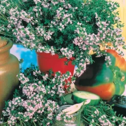 Thymian - Frisch geerntet, voller Aroma