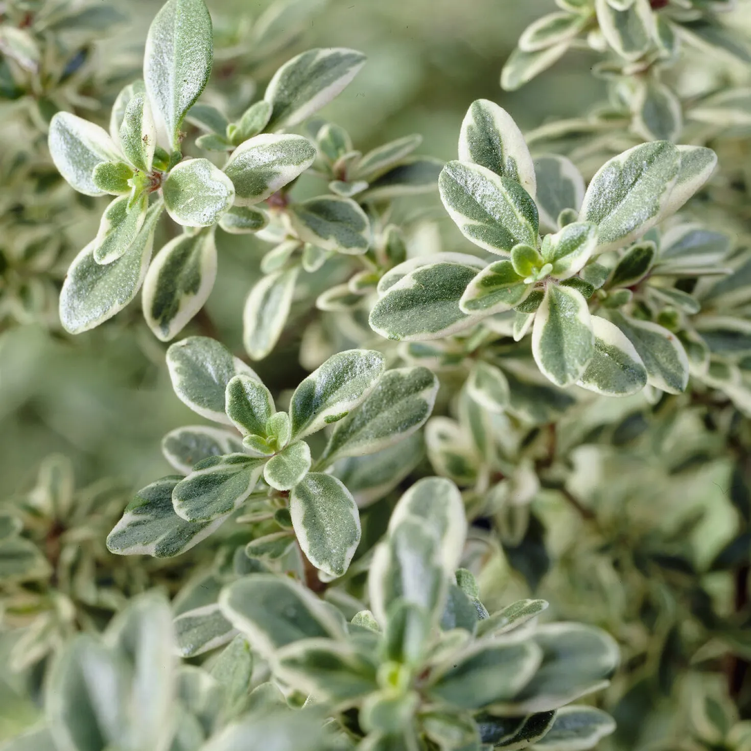 Thymian 'Silver Queen' - Silbriger Duft im Beet