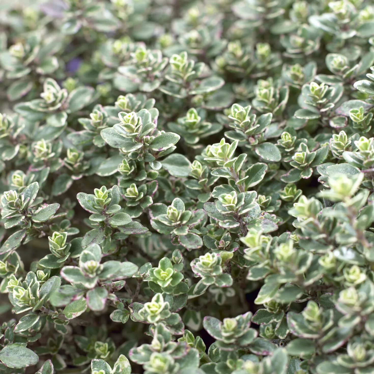 Thymian 'Silver Queen' - Silbriger Duft im Beet
