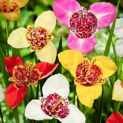 Tigerblume Mischung - Exotik im Handumdrehen