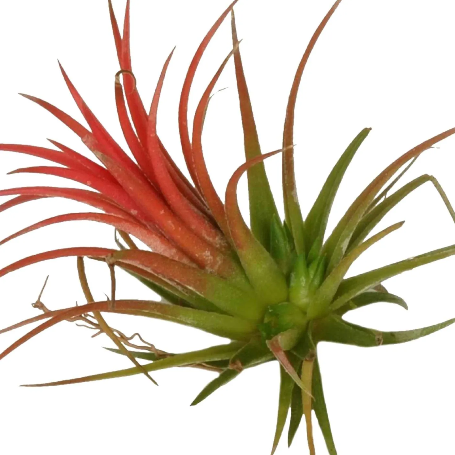 Tillandsia ionantha - Deko ganz ohne Topf