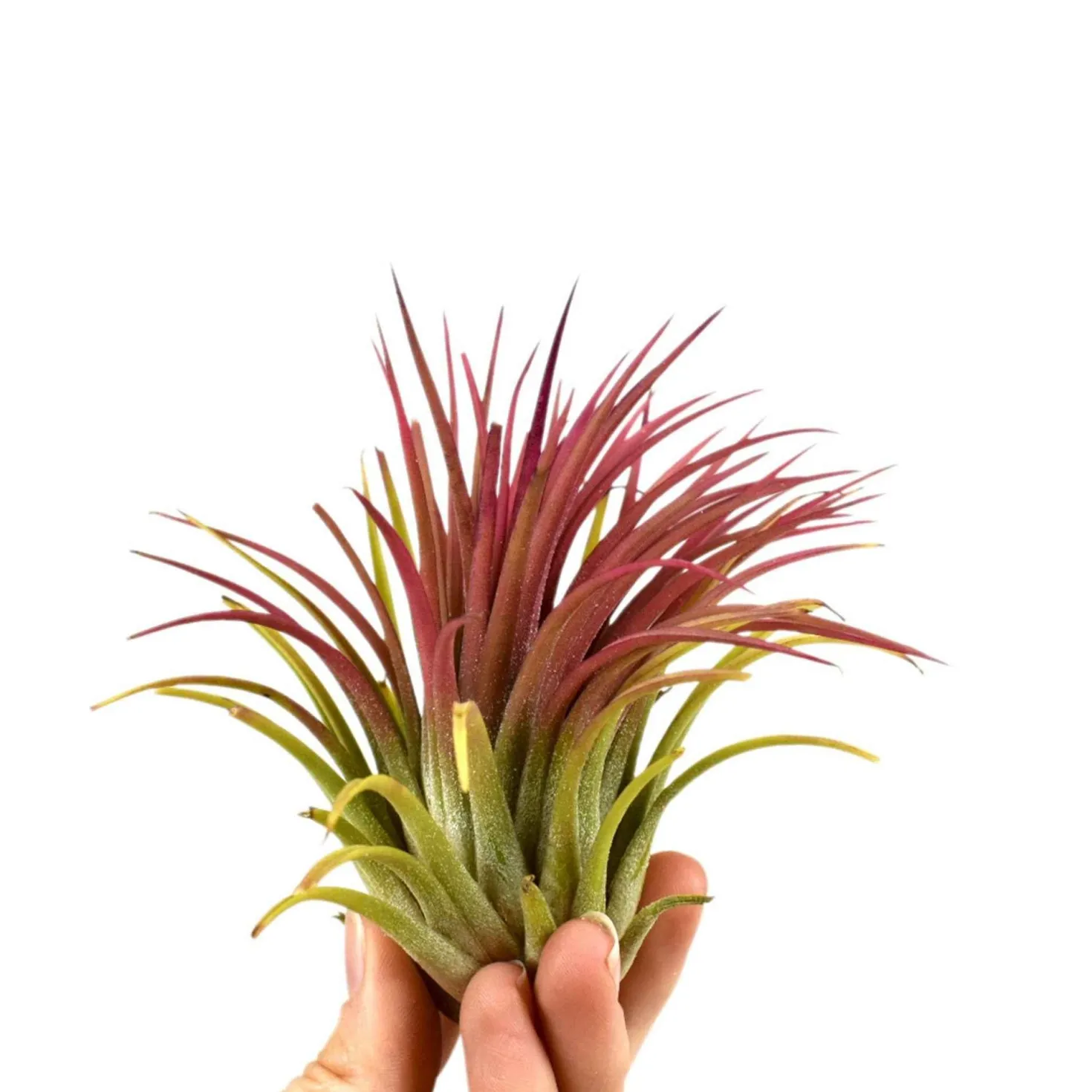 Tillandsia ionantha - Deko ganz ohne Topf