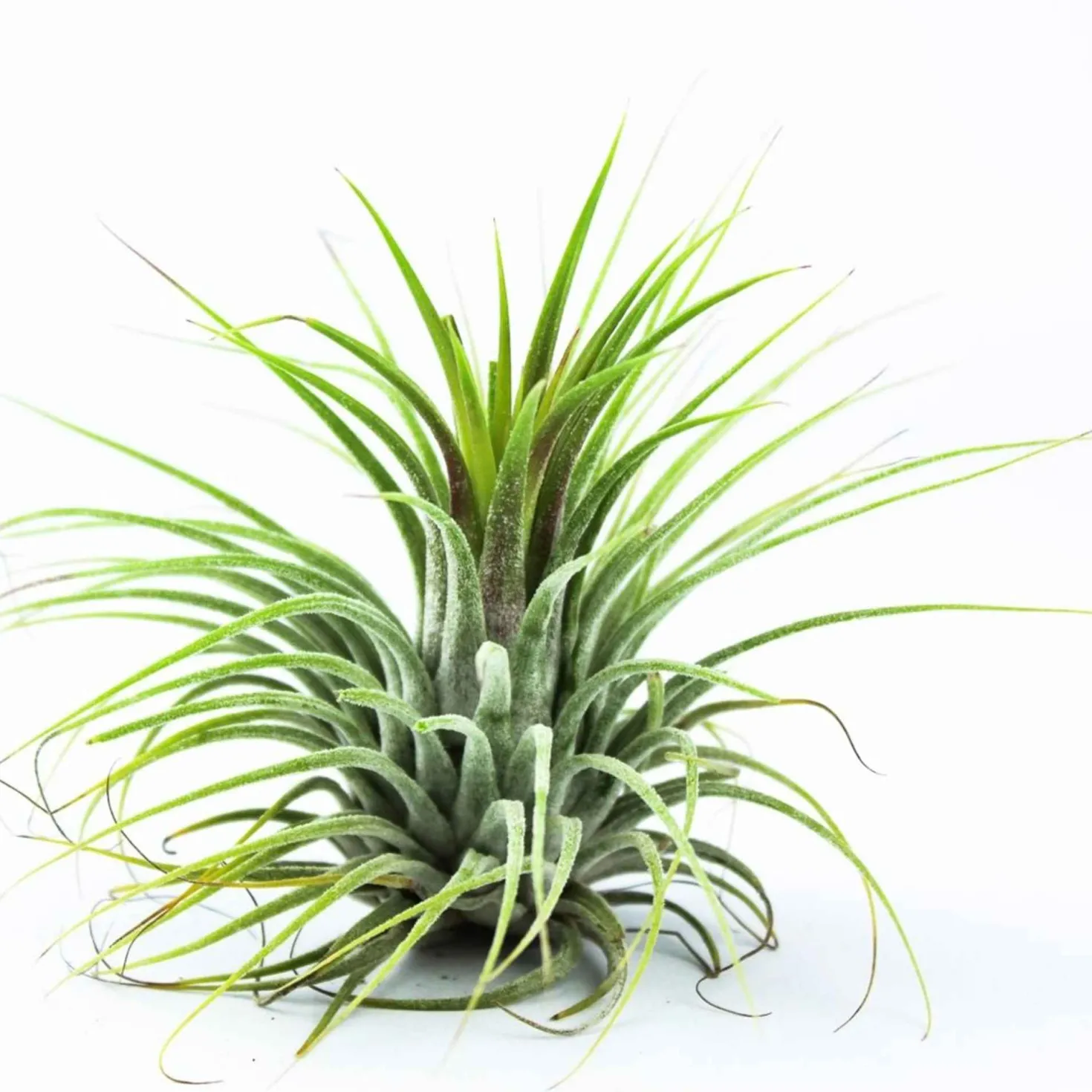 Tillandsia ionantha ‘Druid’ - Grün ganz ohne Erde
