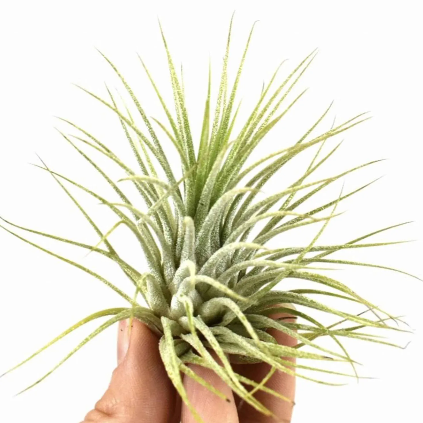 Tillandsia ionantha ‘Druid’ - Grün ganz ohne Erde