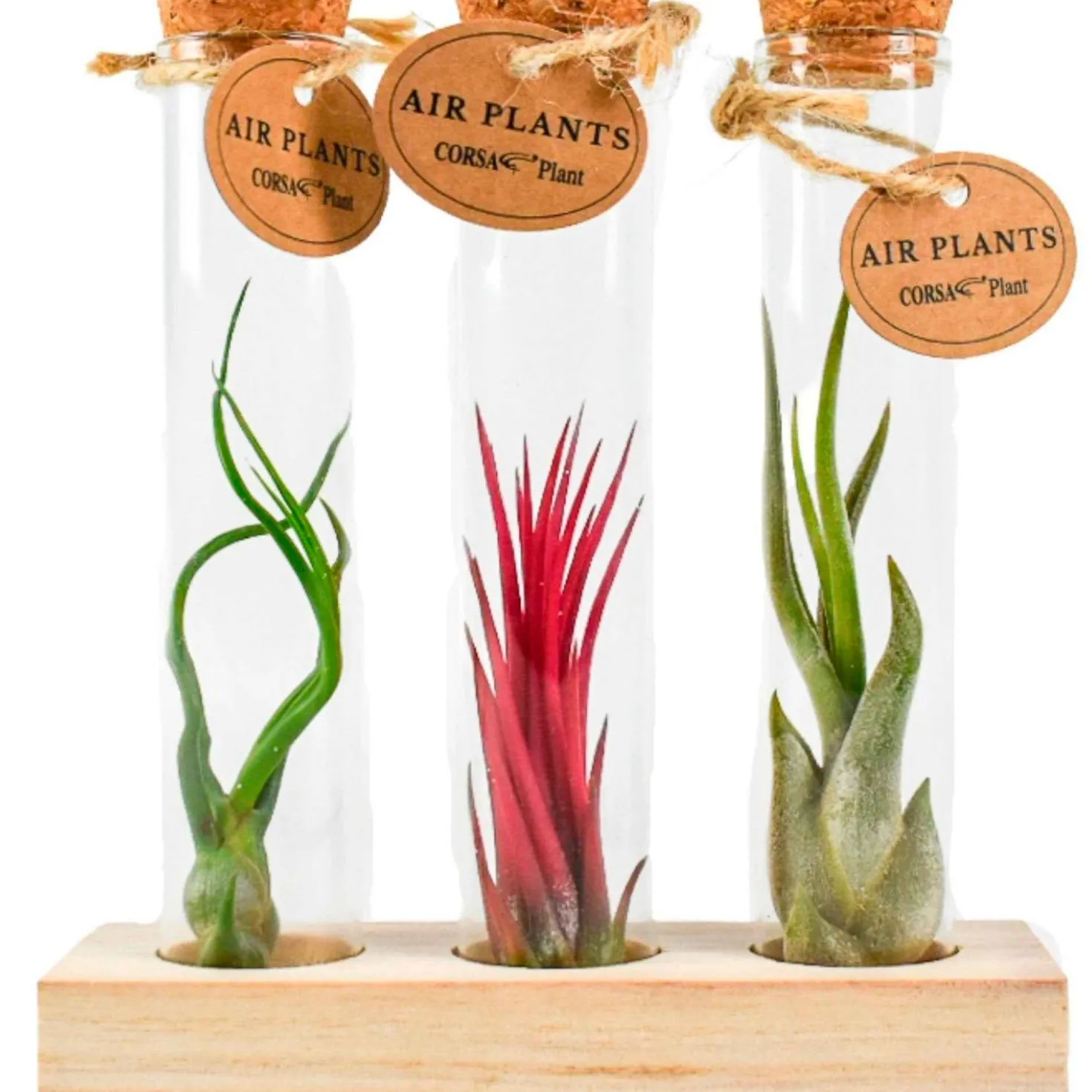 Tillandsia Mischung in Glasbehältern - Deko ohne Erde