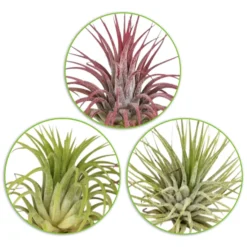 Tillandsia Mischung (x3) - Deko ohne Topf und Erde