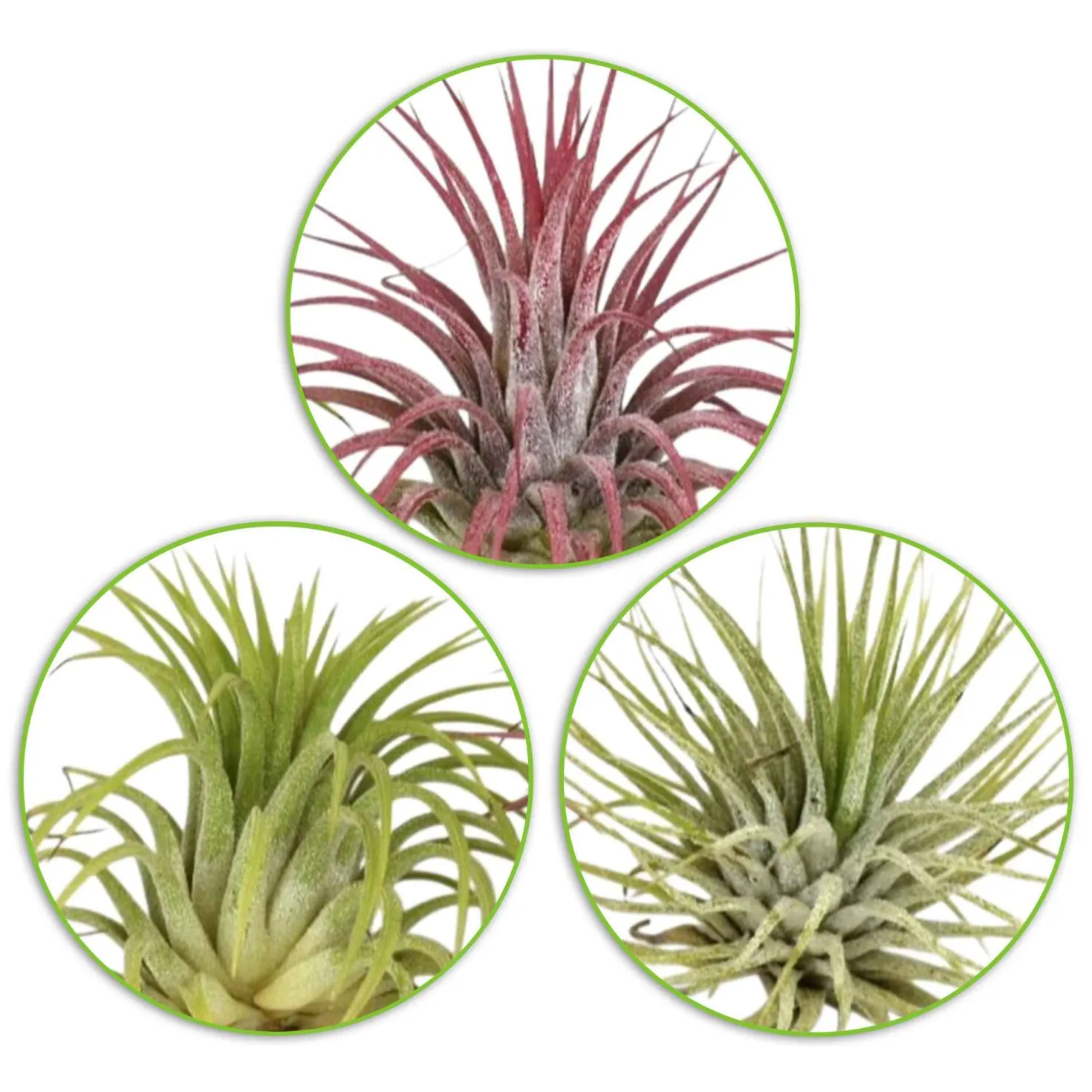 Tillandsia Mischung (x3) - Deko ohne Topf und Erde