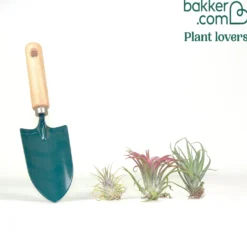 Tillandsia Mischung (x3) - Deko ohne Topf und Erde