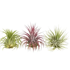 Tillandsia Mischung (x3) - Deko ohne Topf und Erde