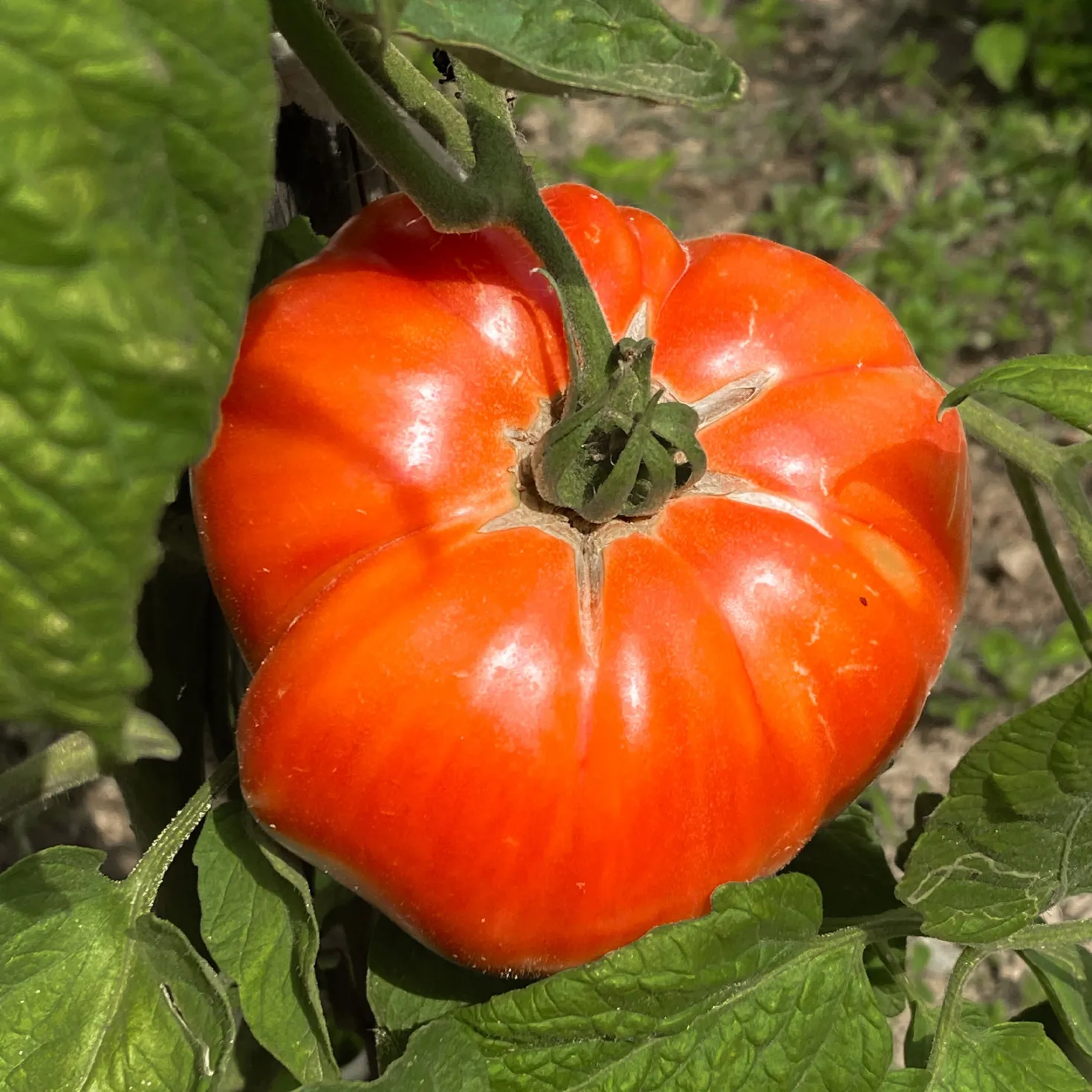 Tomate ‘Beefsteak’ - Riesentomaten selbst geerntet
