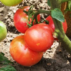 Tomate 'Berner Rose' (x3) - Süß, saftig, aromatisch