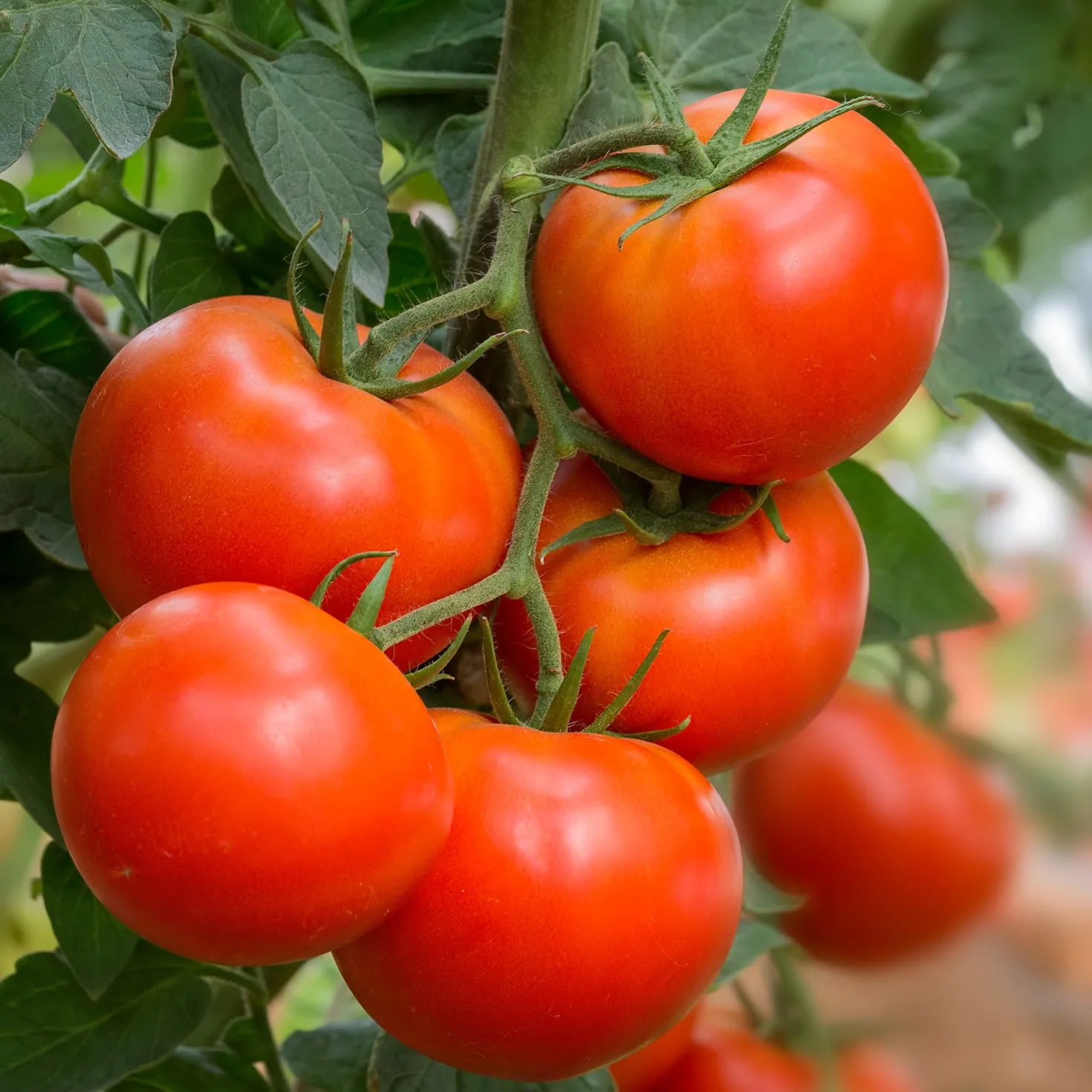 Tomate ‘Bonset’ F1 - Robust und ertragreich
