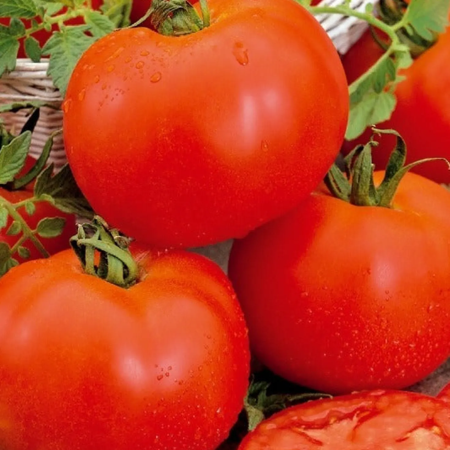 Tomate ‘Bonset’ F1 - Robust und ertragreich