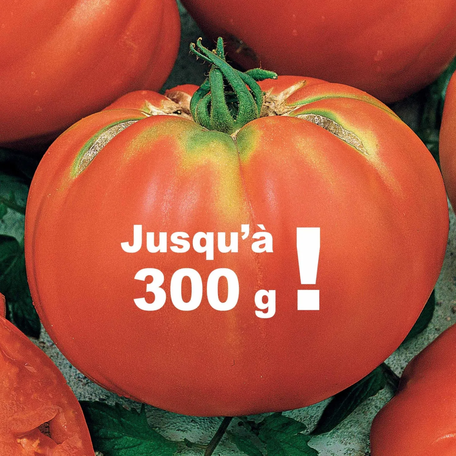 Tomate Brandywine - Riesentomaten voller Aroma