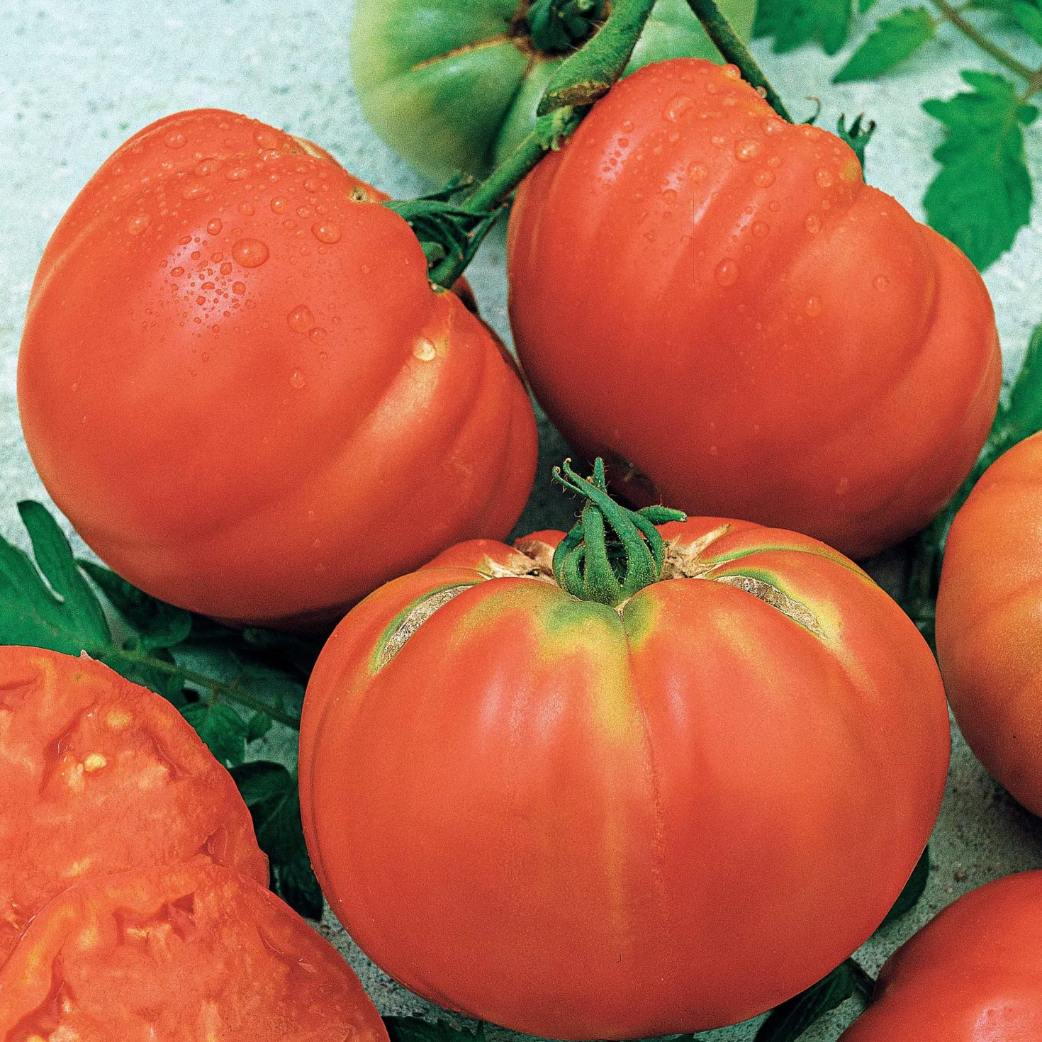 Tomate Brandywine - Riesentomaten voller Aroma