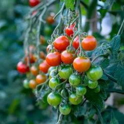 Tomate Gardeners Delight - Süße Ernte, kinderleicht